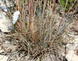 Festuca callieri