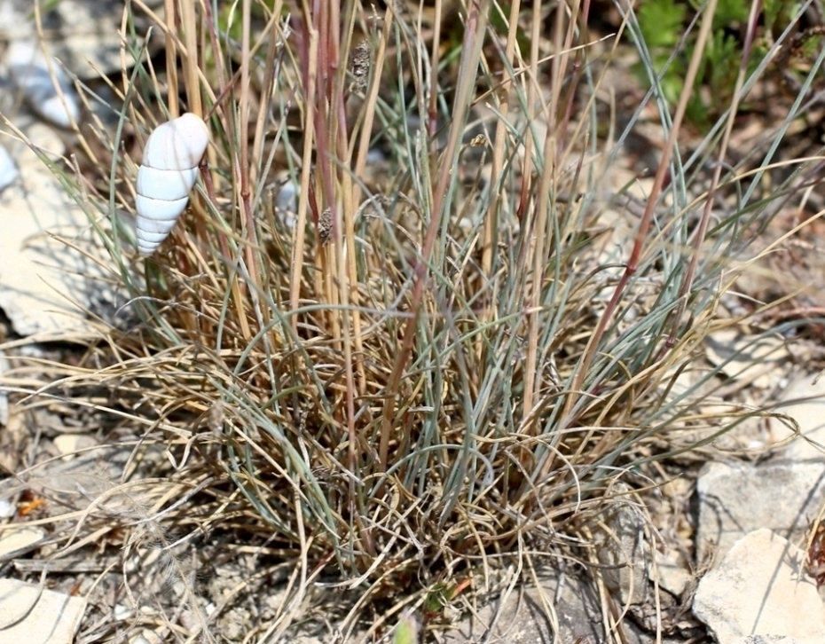 Изображение особи Festuca callieri.