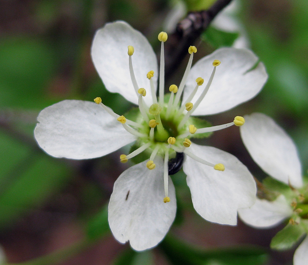 Image of Cerasus fruticosa specimen.