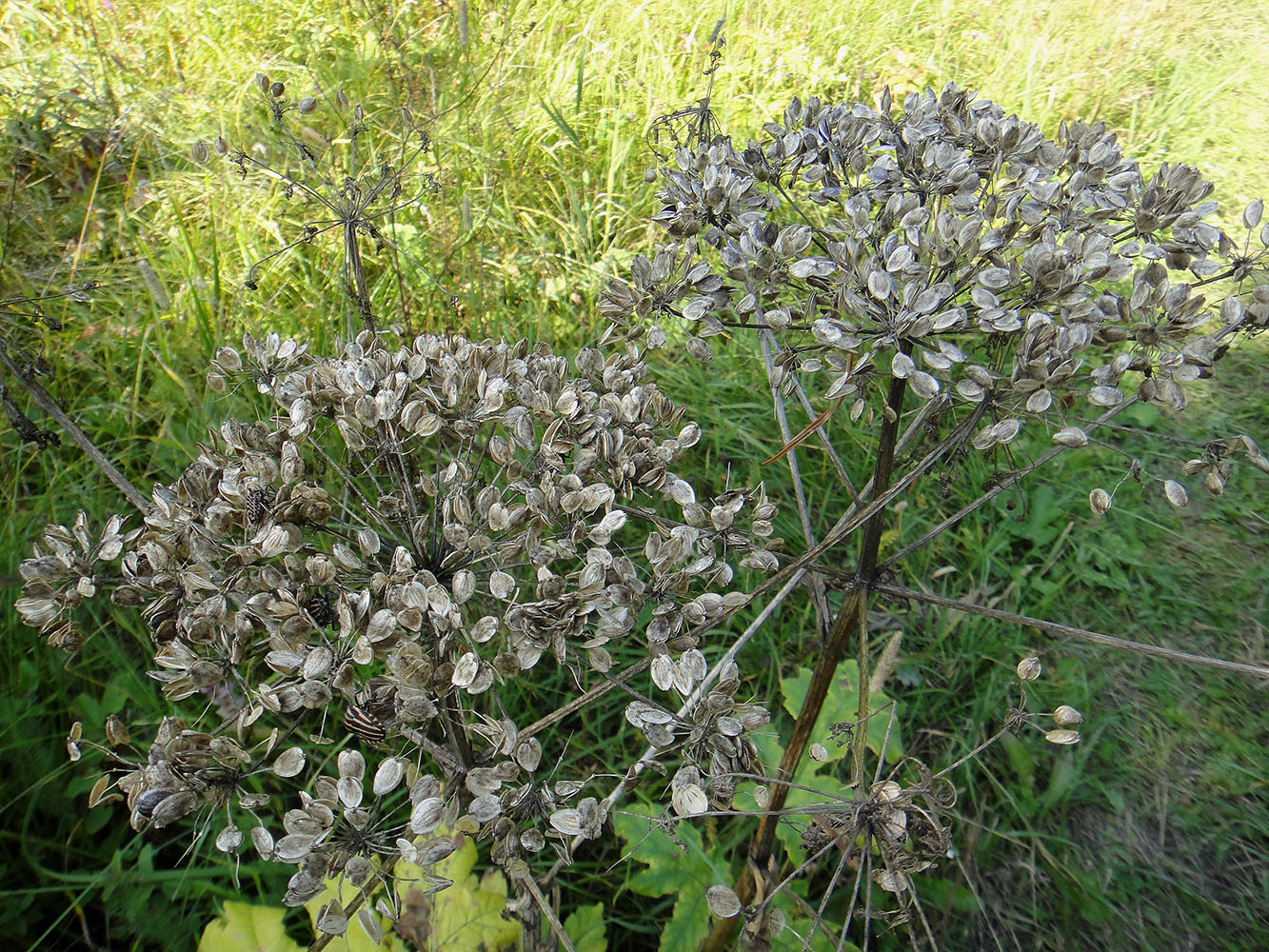 Изображение особи род Heracleum.