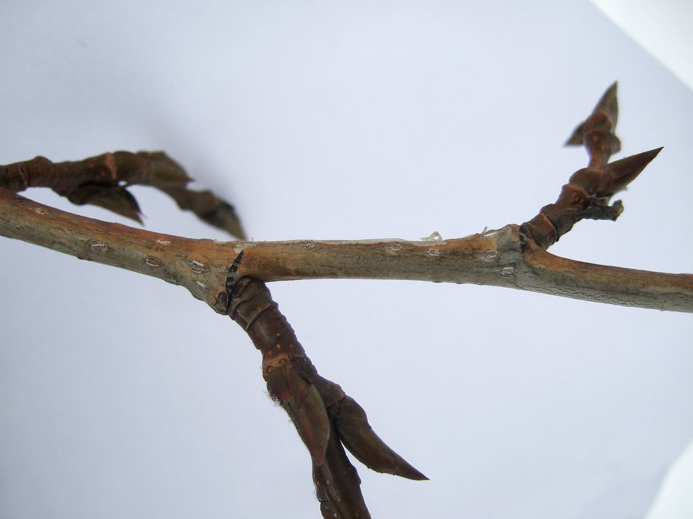 Image of Populus &times; rasumowskiana specimen.