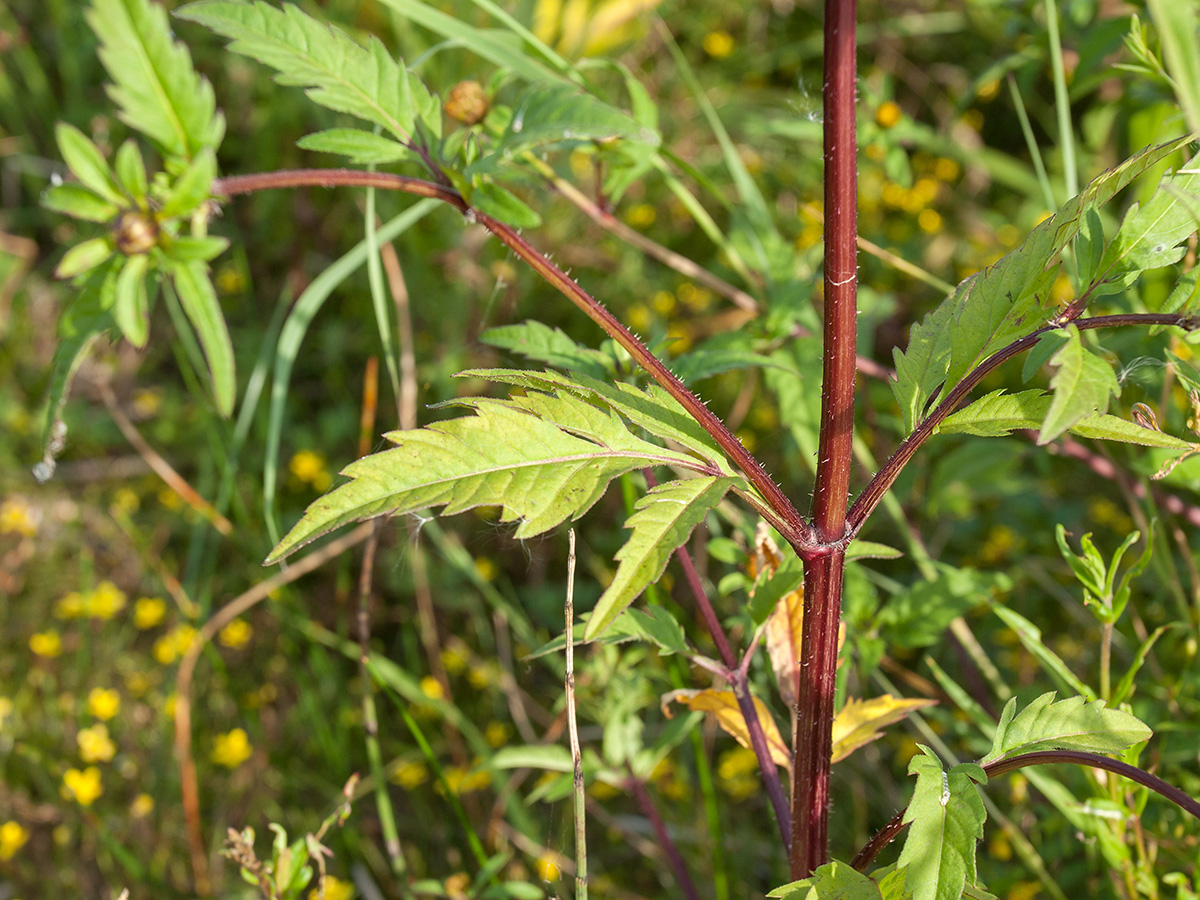 Image of Bidens tripartita specimen.