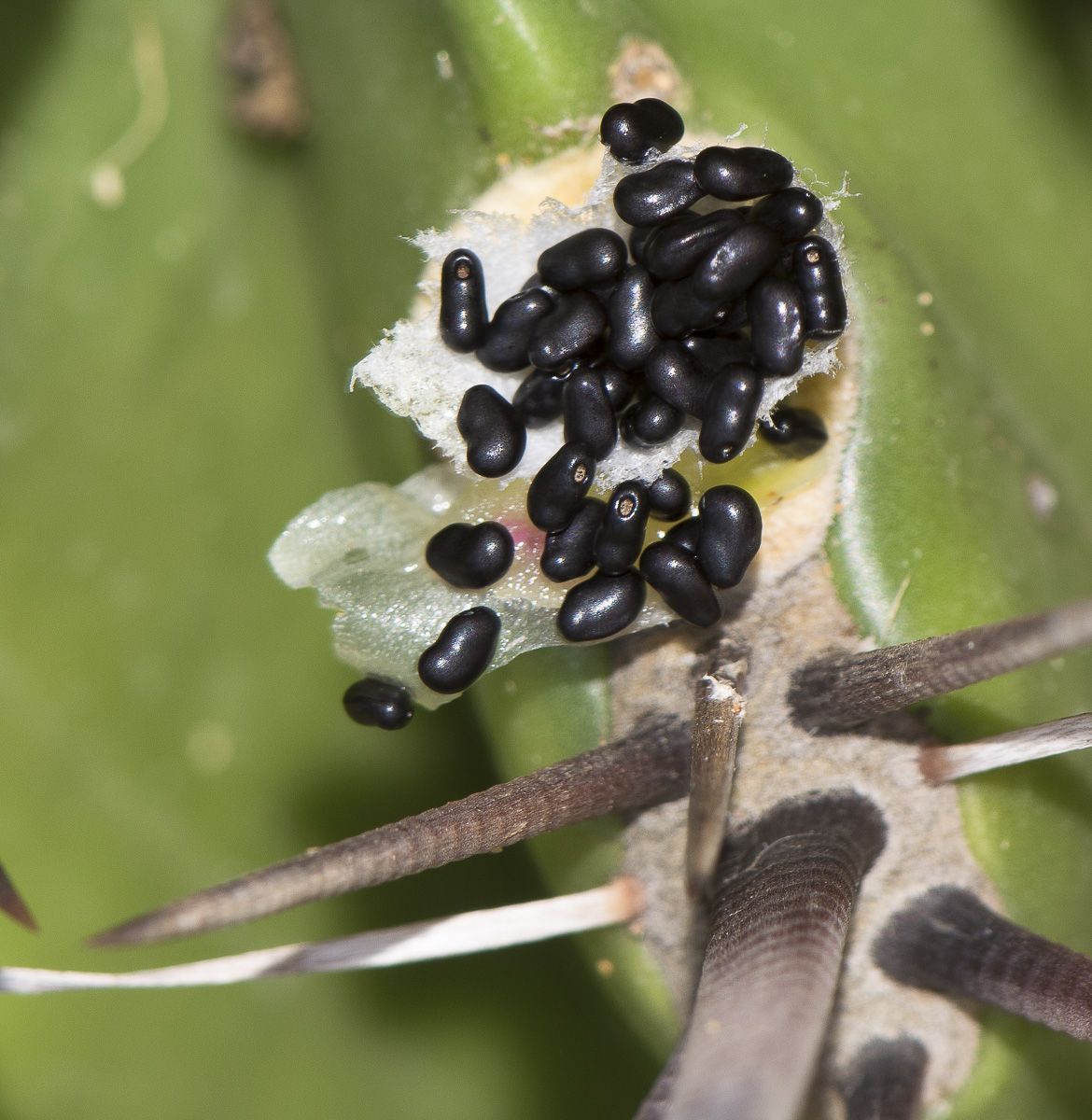 Image of Ferocactus wislizeni specimen.