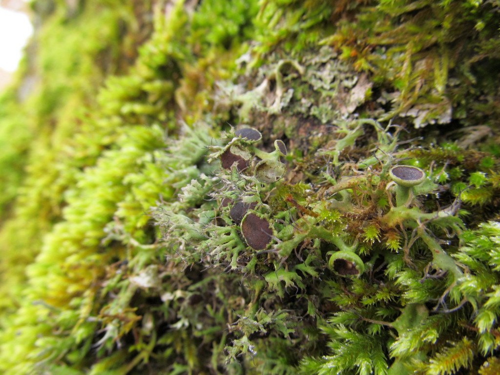 Изображение особи семейство Physciaceae.