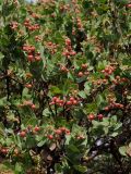 Arctostaphylos refugioensis