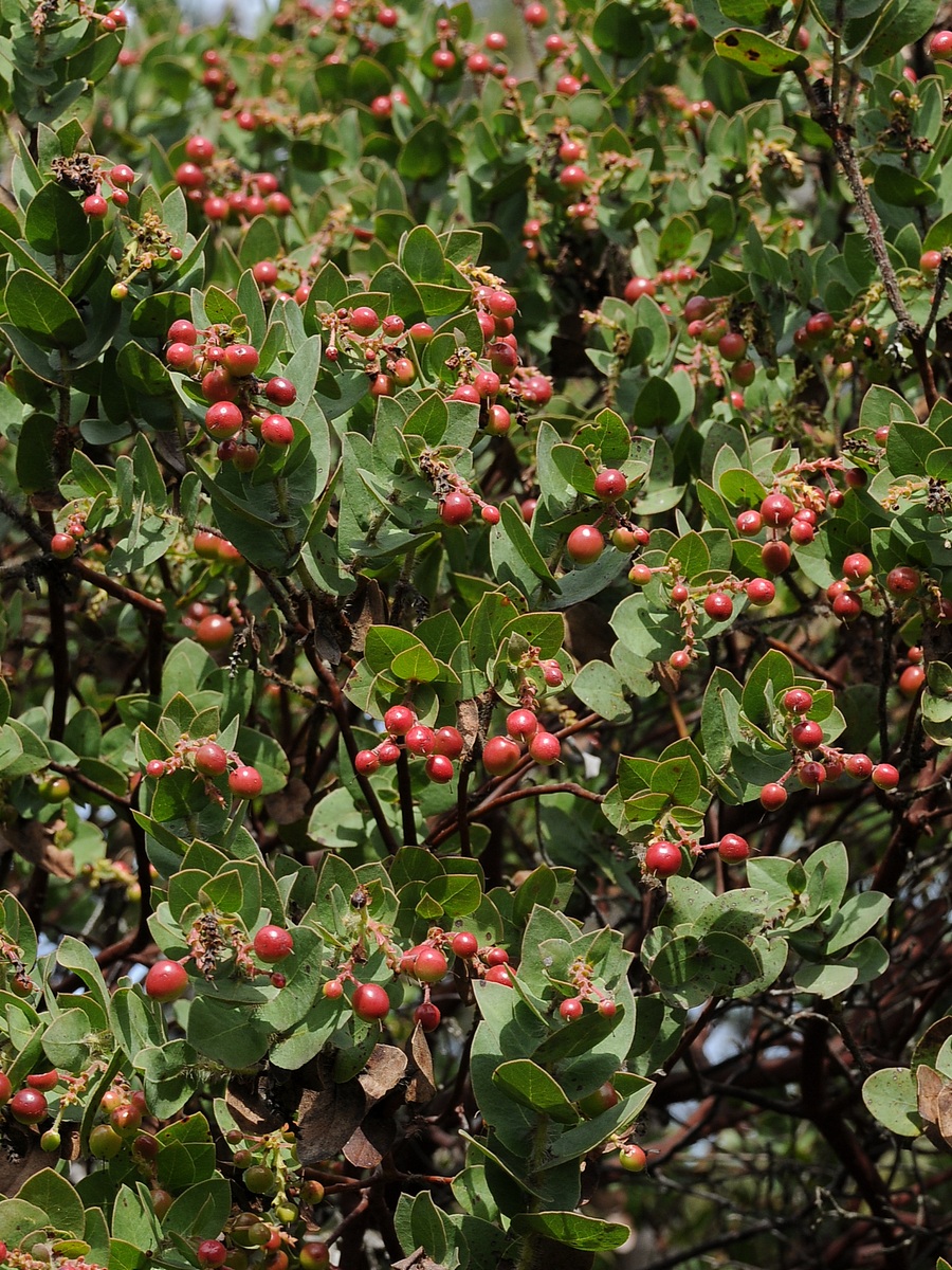 Image of Arctostaphylos refugioensis specimen.