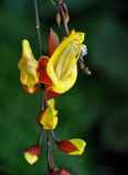 Thunbergia mysorensis. Цветок и бутоны. Малайзия, Камеронское нагорье, ≈ 1500 м н.у.м., опушка влажного тропического леса. 03.05.2017.