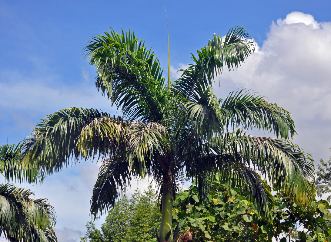 Image of Roystonea regia specimen.