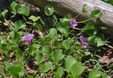 Ipomoea pes-caprae