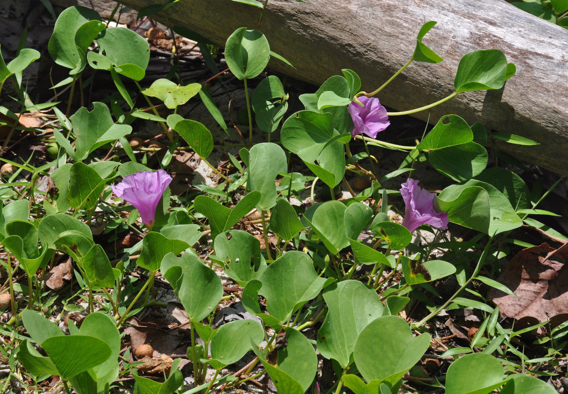 Image of Ipomoea pes-caprae specimen.