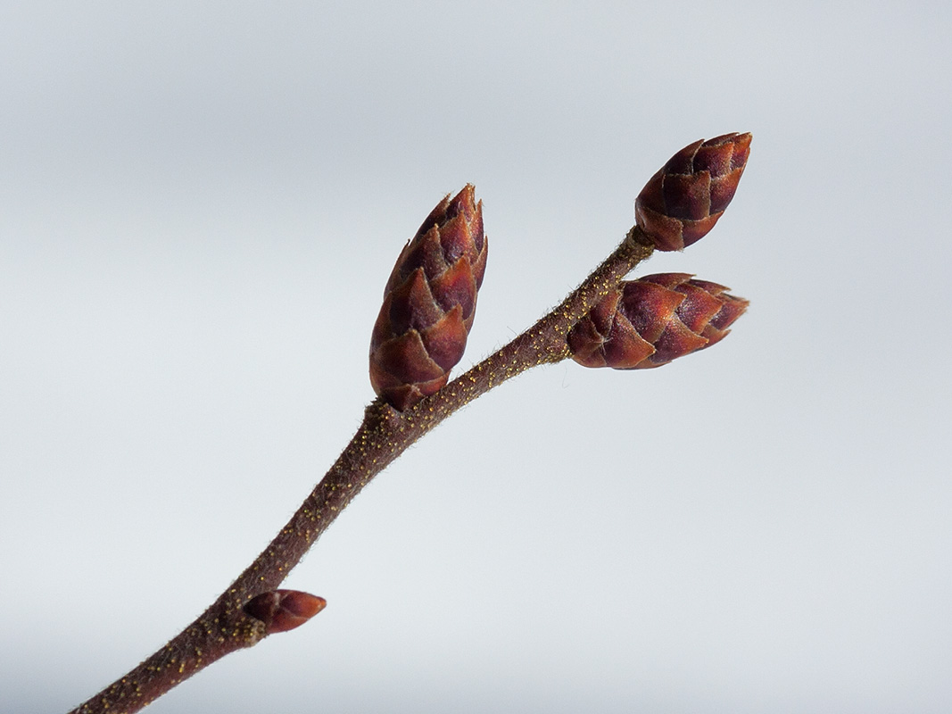 Image of Myrica gale specimen.