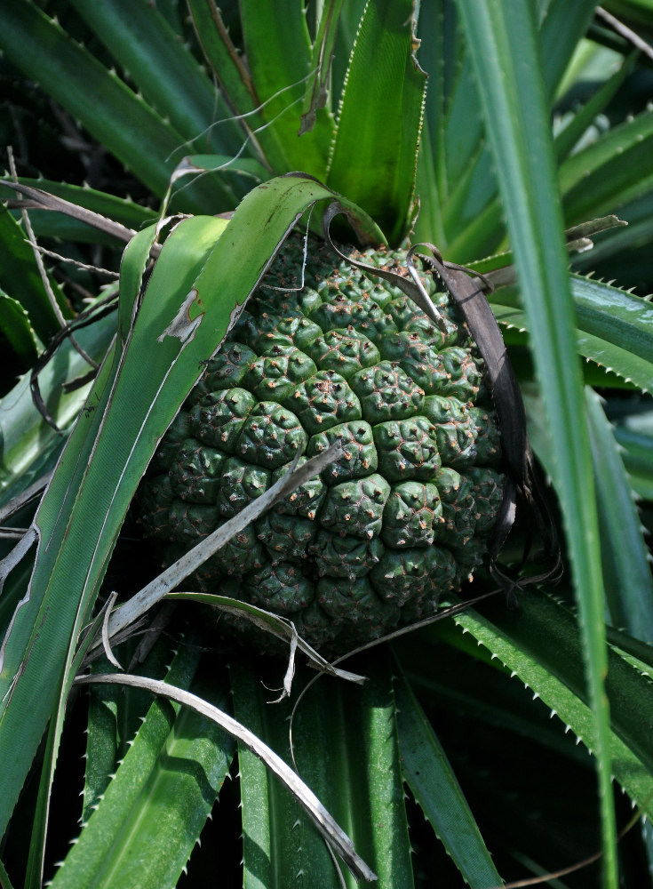 Image of Pandanus tectorius specimen.