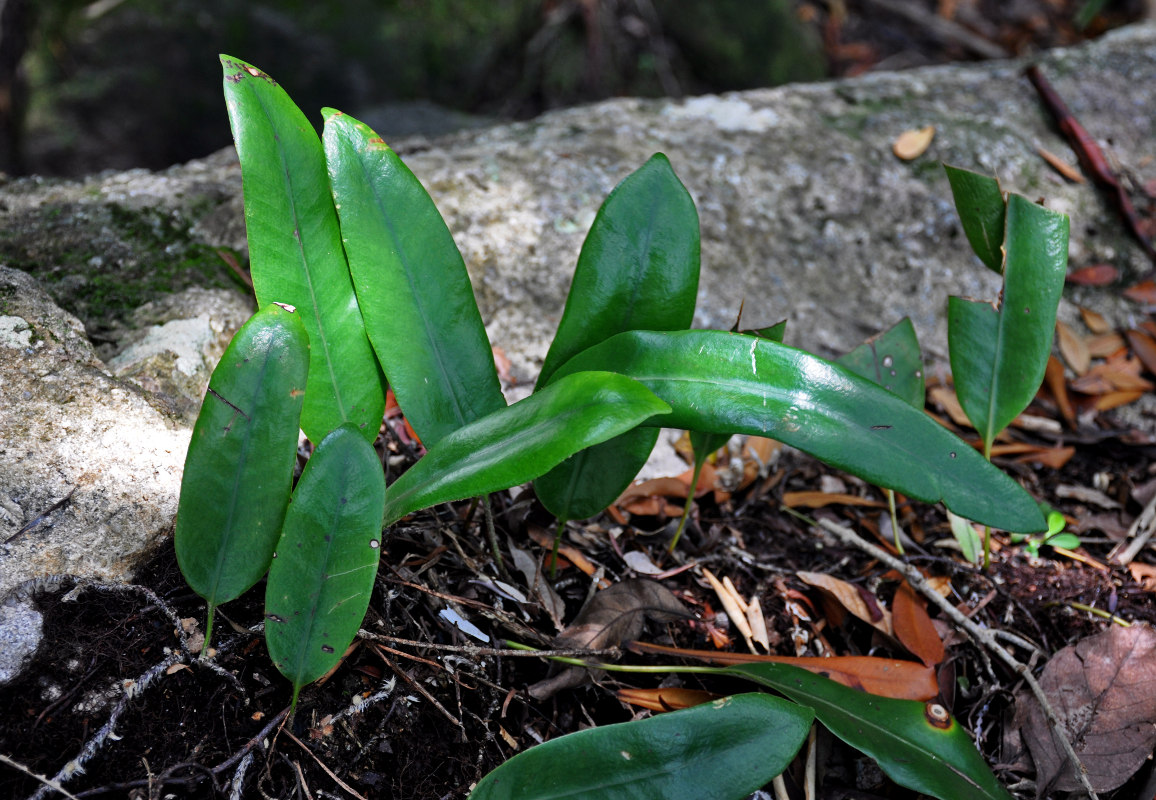 Image of Pyrrosia lanceolata specimen.