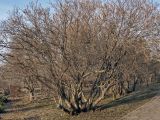Syringa vulgaris