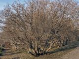 Syringa vulgaris