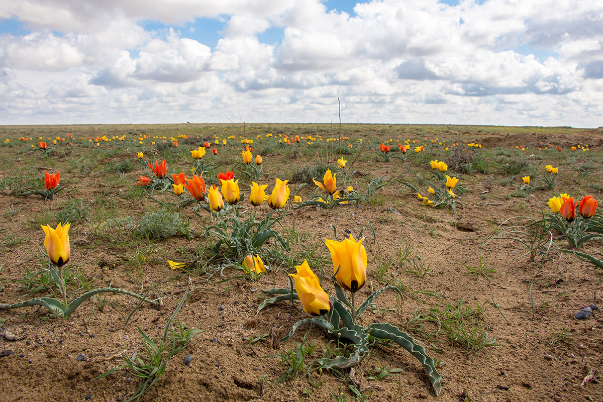 Изображение особи Tulipa borszczowii.