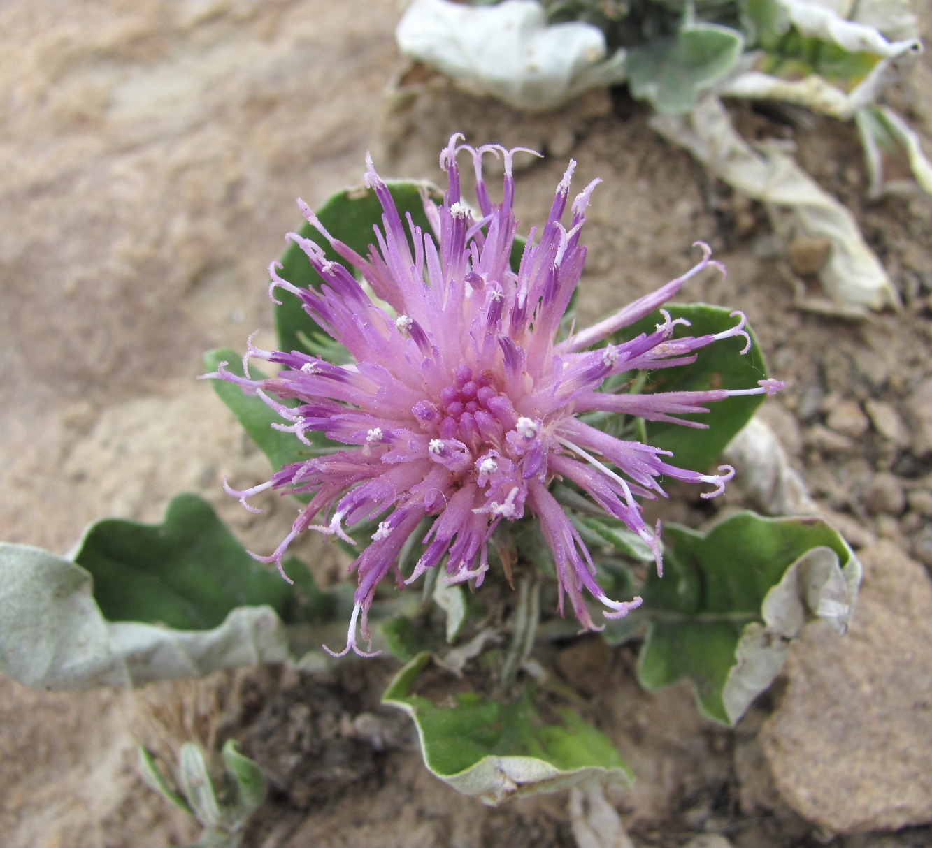 Image of Jurinea ruprechtii specimen.