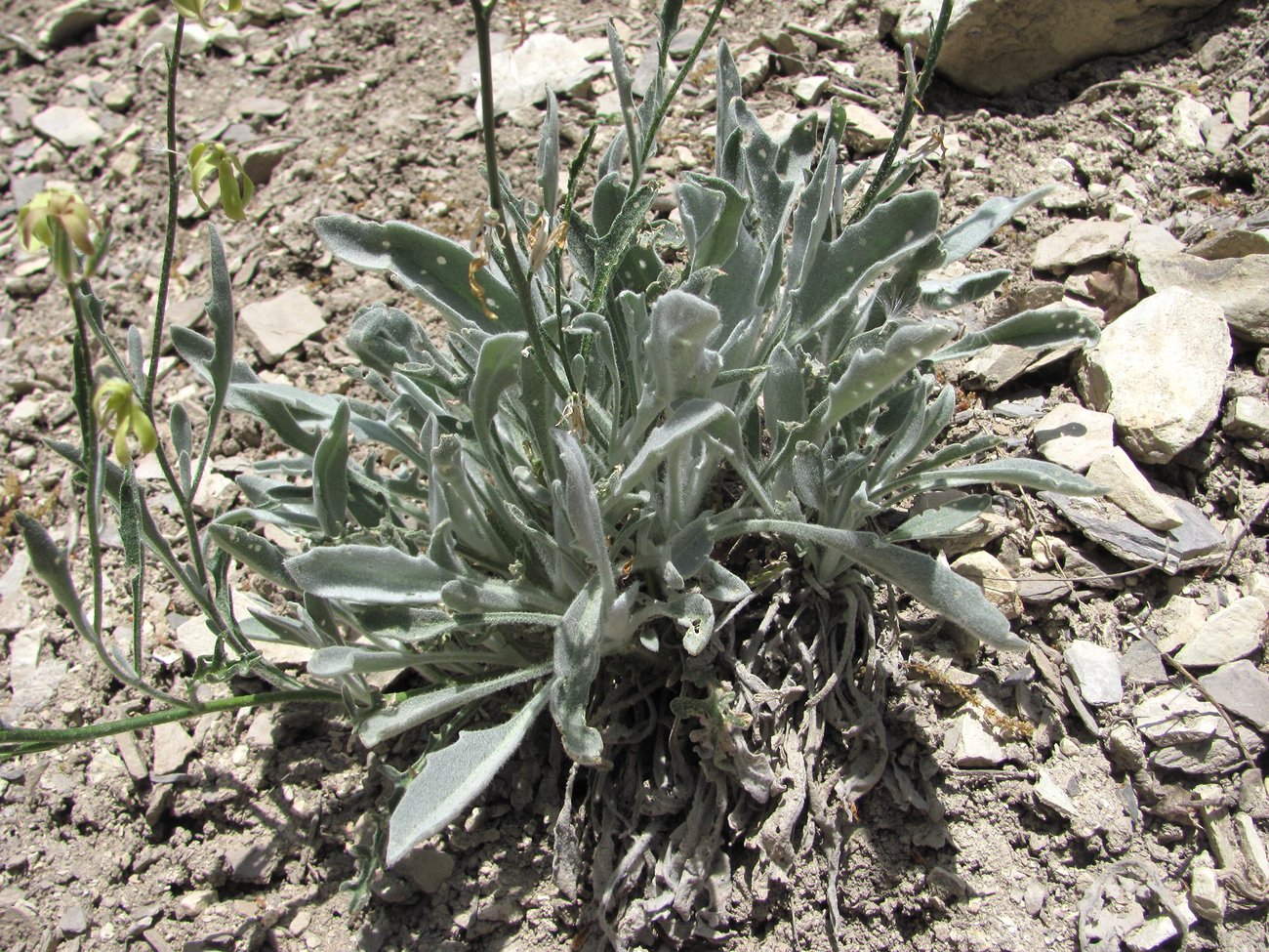 Изображение особи Matthiola daghestanica.