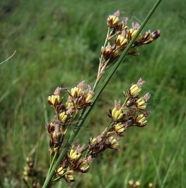 Изображение особи Juncus gerardi.