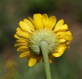 Anthemis tinctoria