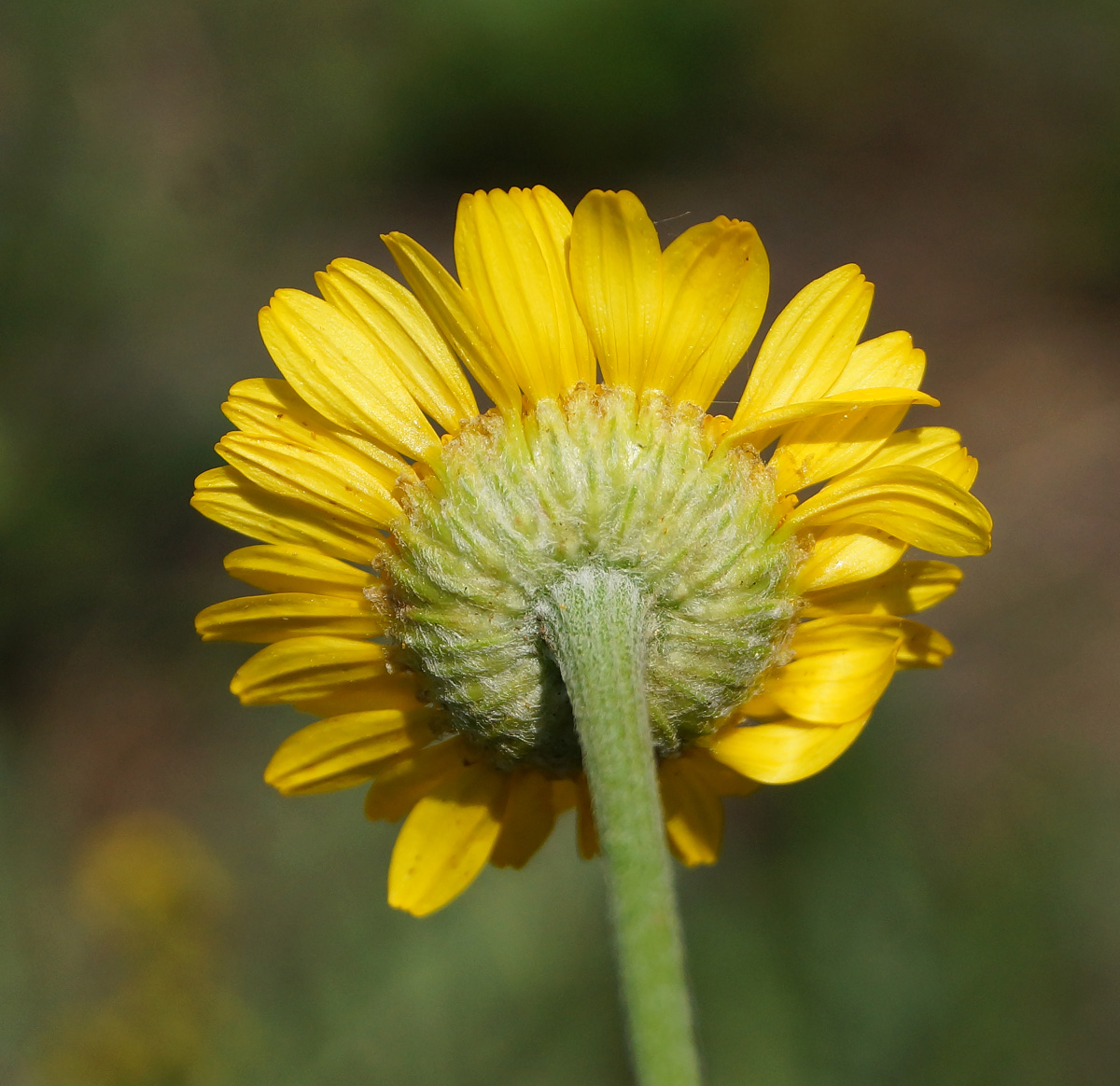 Изображение особи Anthemis tinctoria.