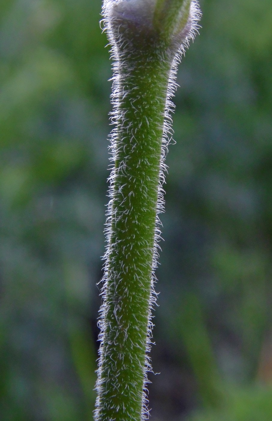 Image of Silene italica specimen.