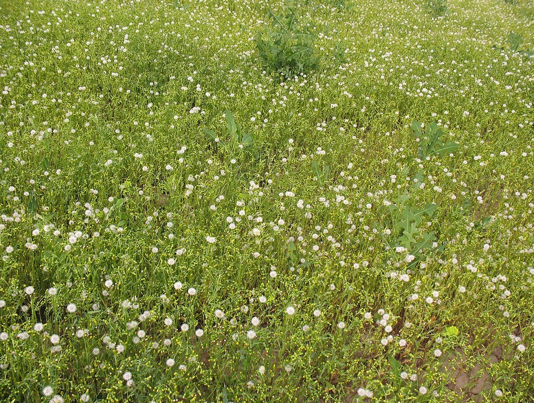 Изображение особи Senecio vulgaris.