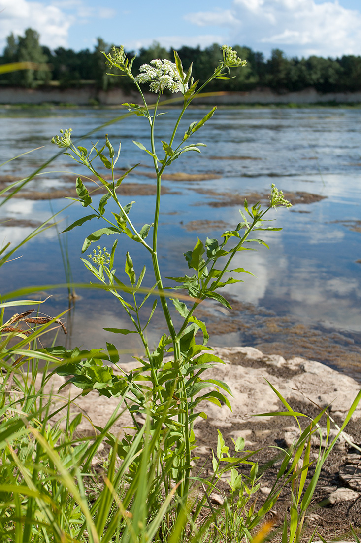 Image of Sium latifolium specimen.