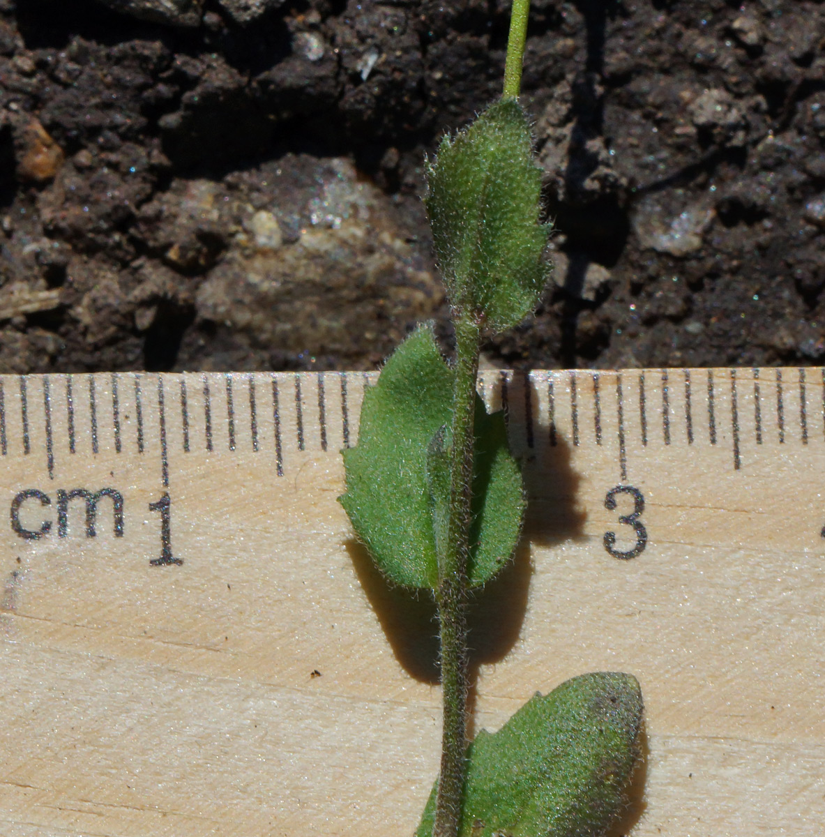 Image of Draba nemorosa specimen.