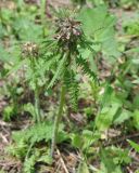 Pedicularis wilhelmsiana