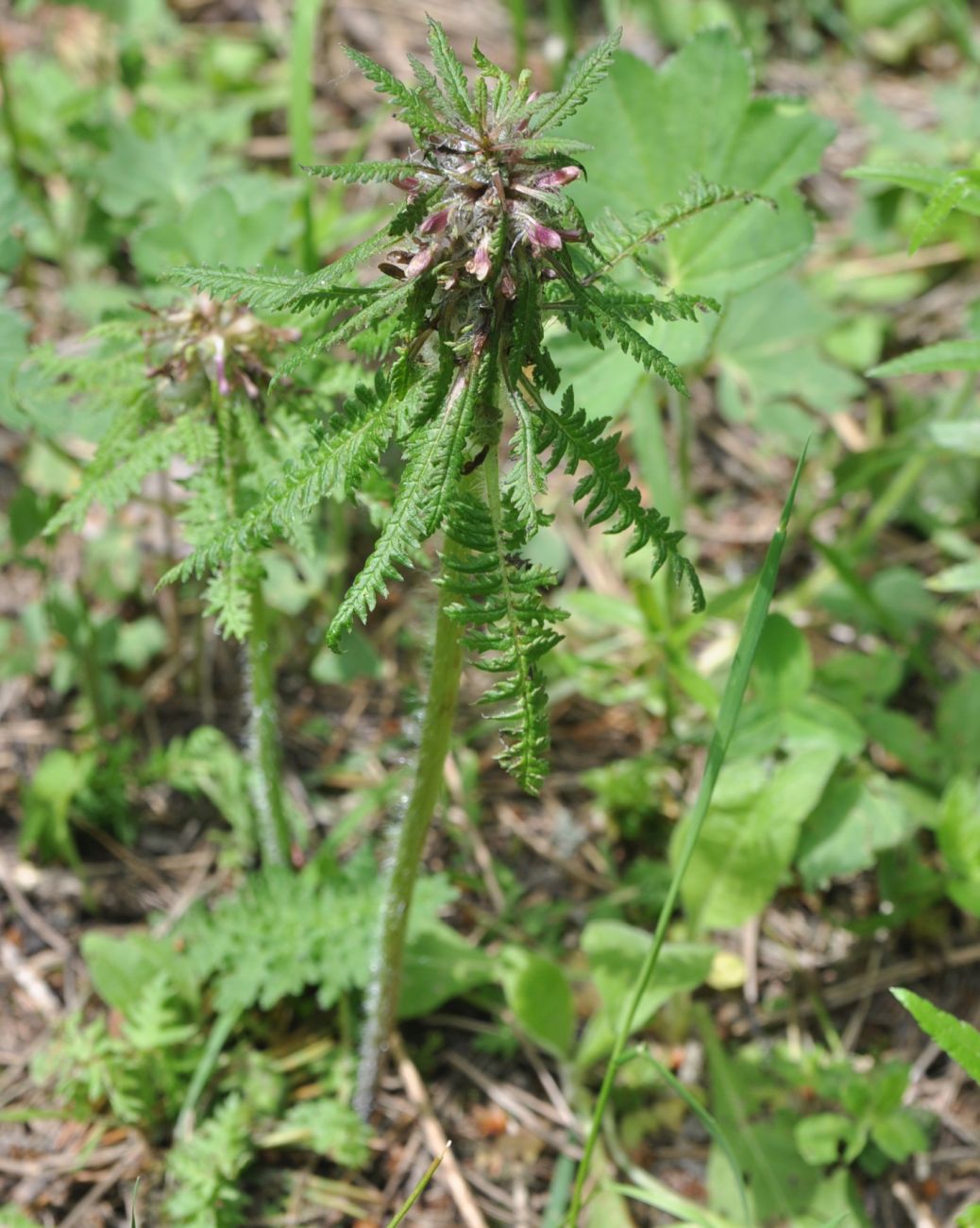 Изображение особи Pedicularis wilhelmsiana.