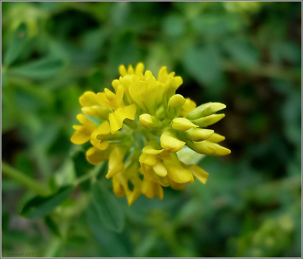 Image of Medicago falcata specimen.