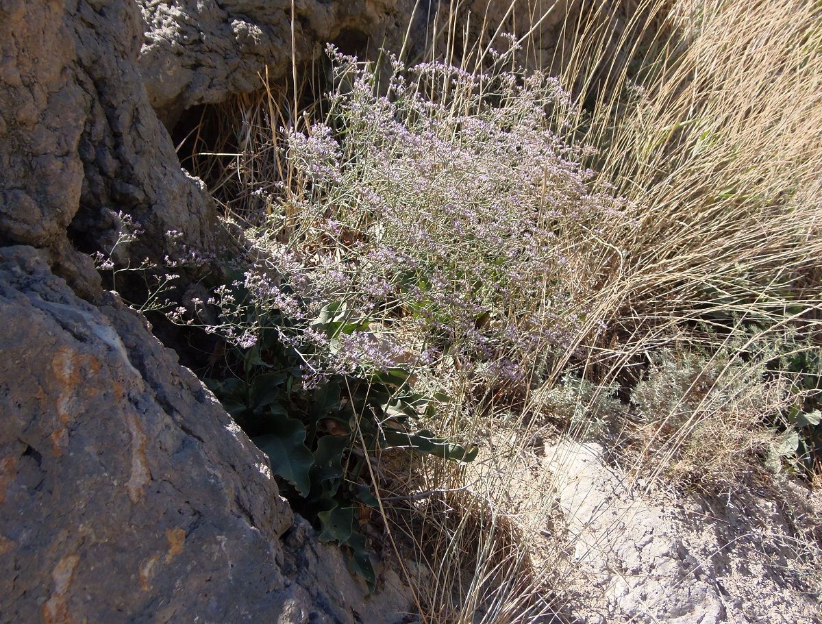 Изображение особи Limonium scoparium.