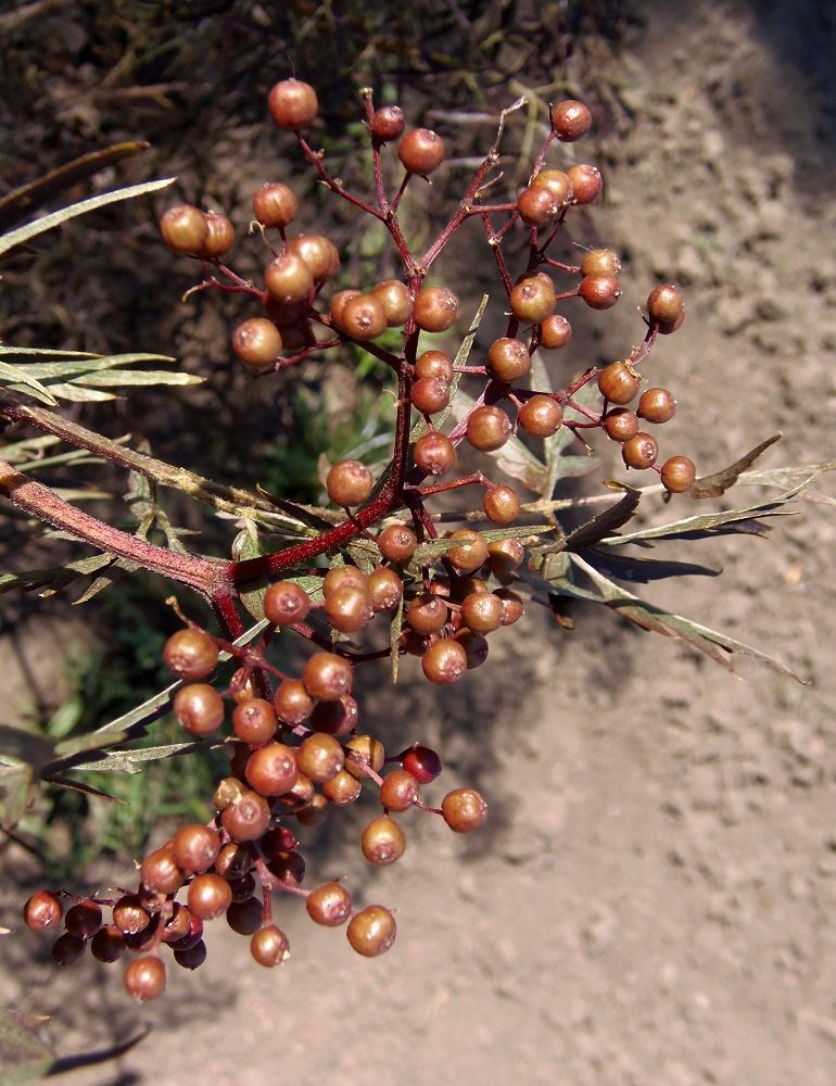 Image of Sambucus nigra f. laciniata specimen.