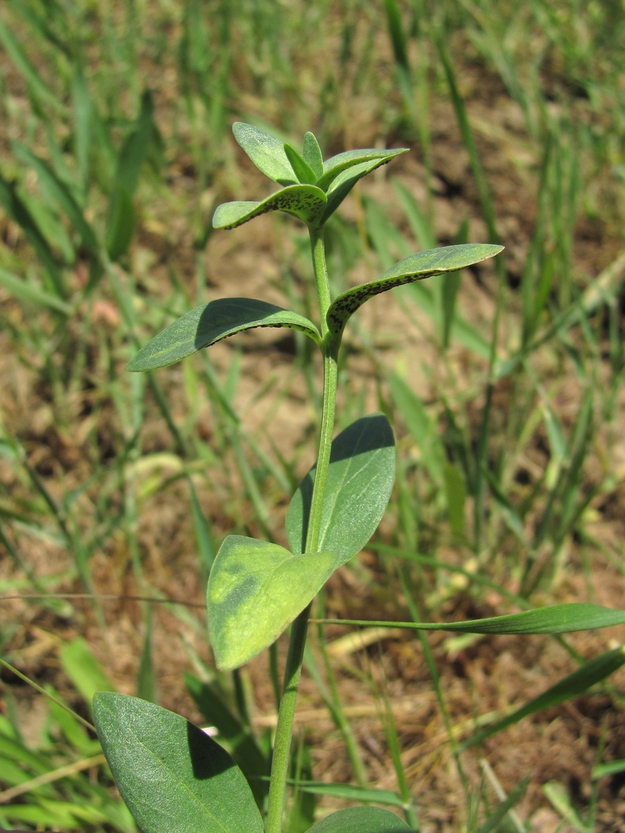 Изображение особи Vinca herbacea.