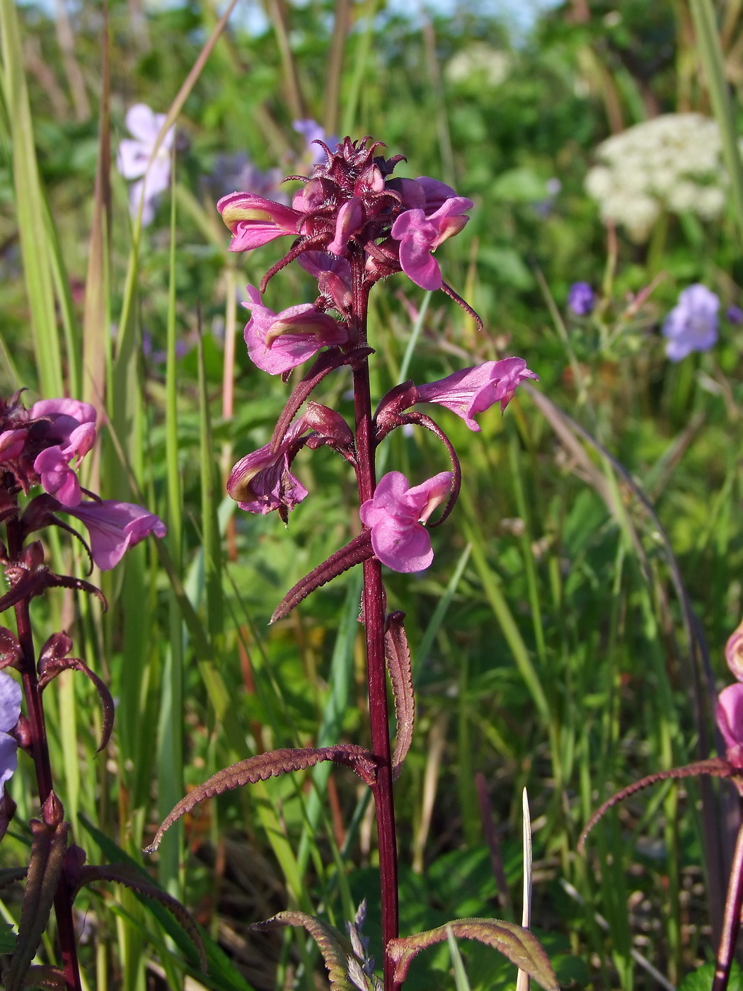 Изображение особи Pedicularis resupinata.