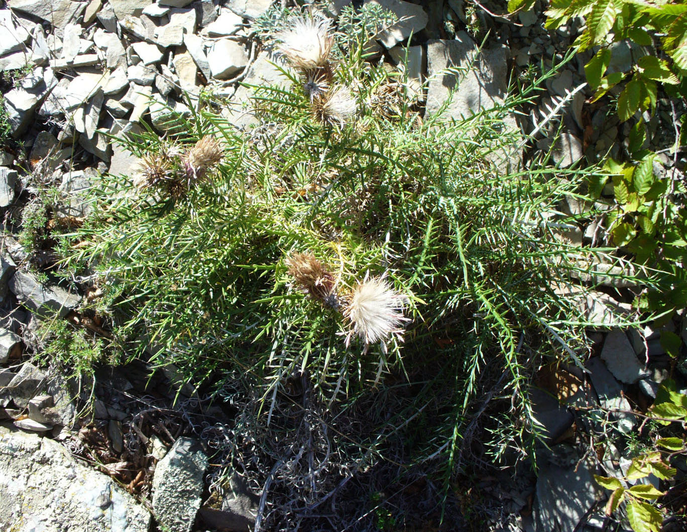 Изображение особи Lamyra echinocephala.