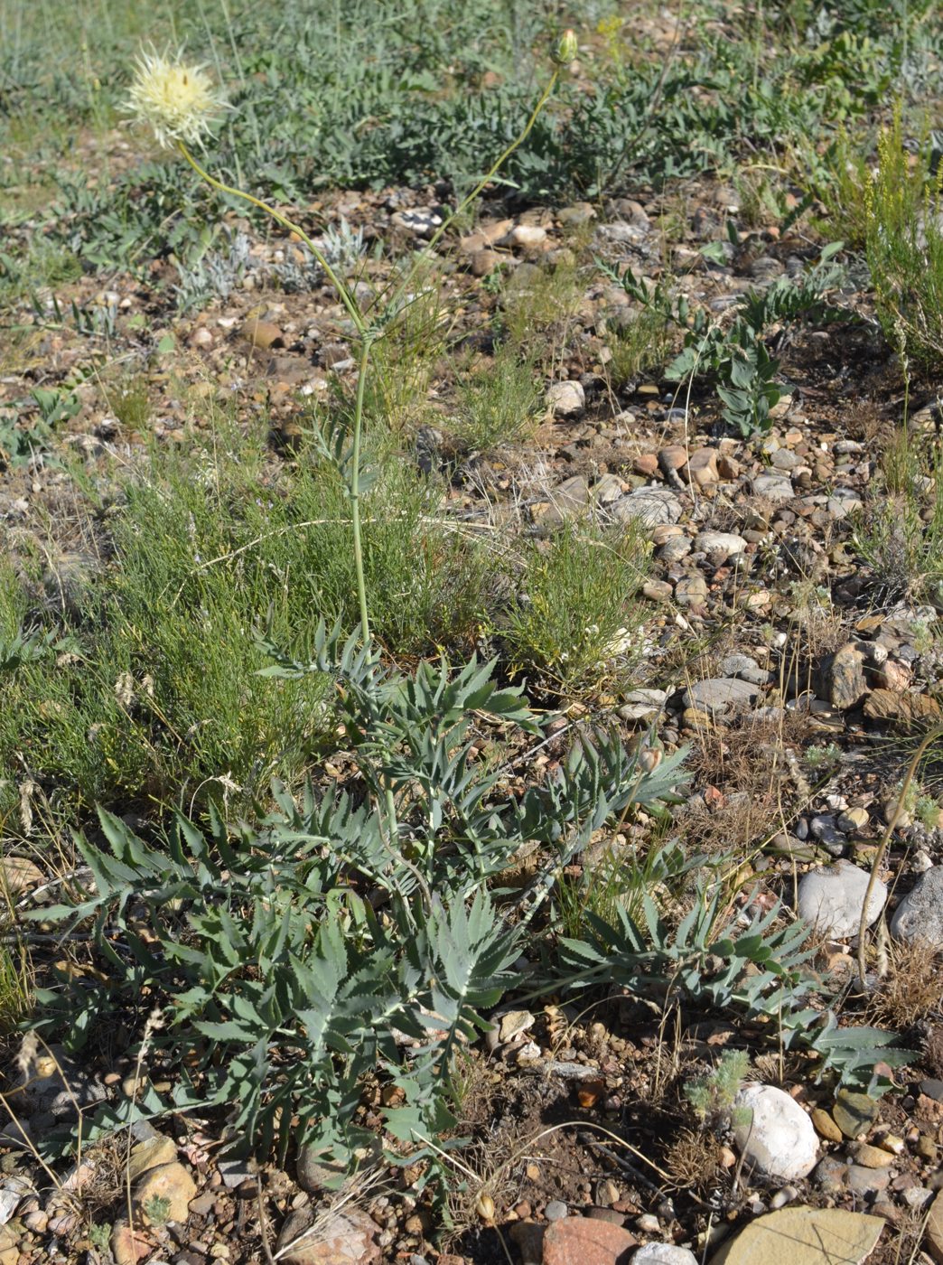 Image of Rhaponticoides kasakorum specimen.