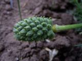 Adonis vernalis