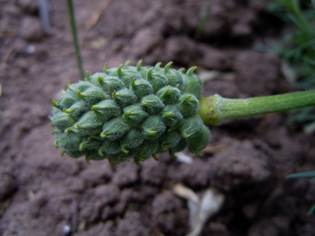 Image of Adonis vernalis specimen.