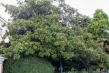 Magnolia grandiflora