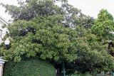 Magnolia grandiflora. Крона плодоносящего дерева. Крым, Южный Берег, г. Ялта, площадь у подножия памятника Ленину. 18.09.2018.