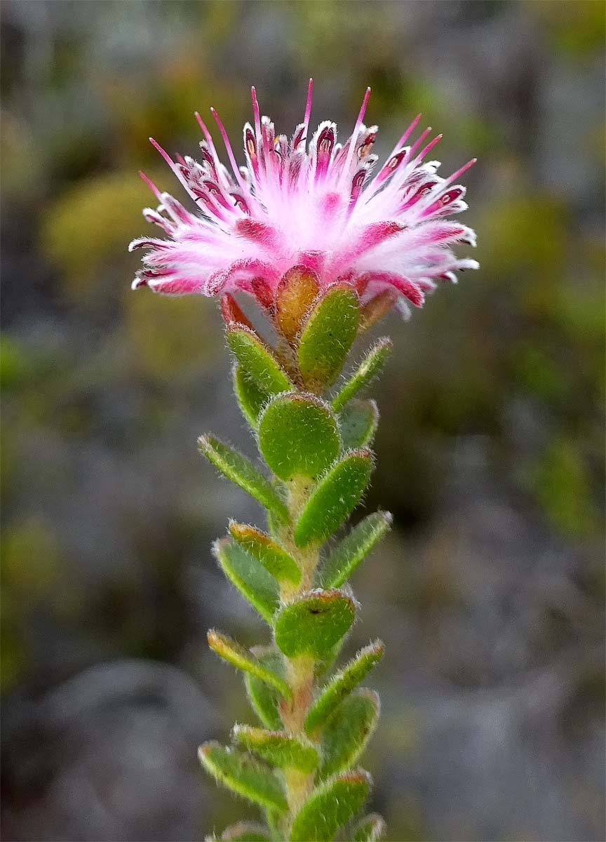 Image of Diastella divaricata specimen.