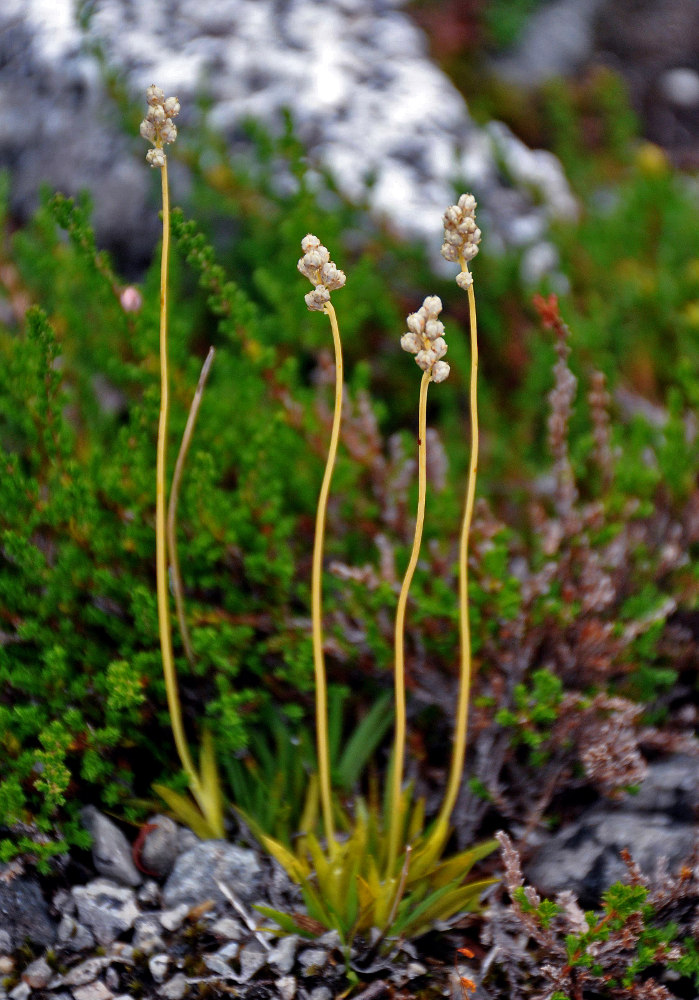 Image of Tofieldia pusilla specimen.