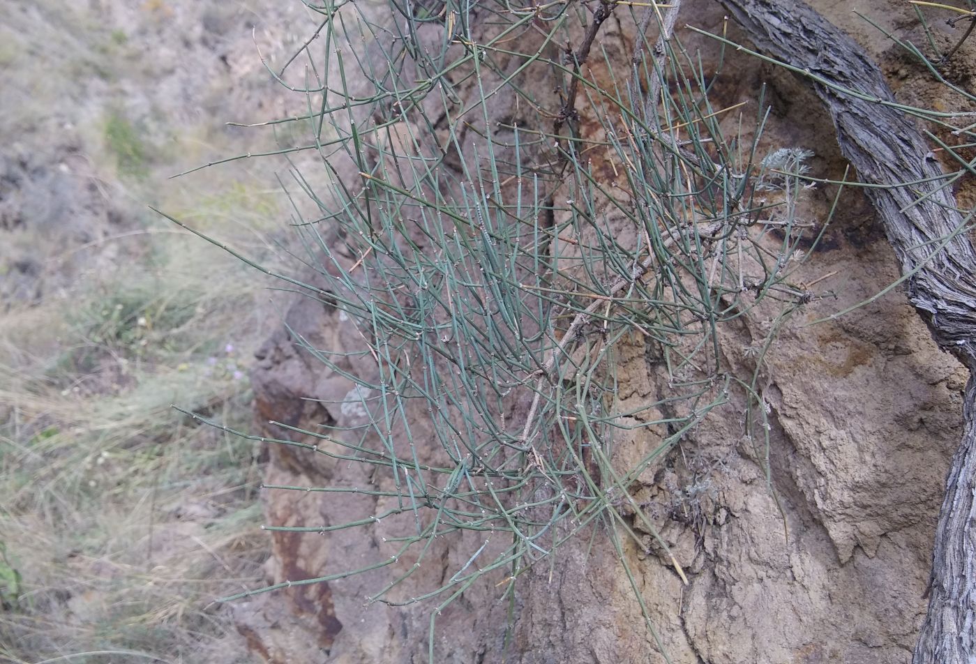 Image of Ephedra procera specimen.