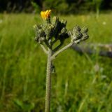 genus Pilosella