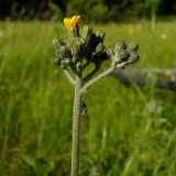 genus Pilosella. Соцветие с нераскрывшимися корзинками. Нижегородская обл., окр. г. Шумерля, пойма р. Сура, оз. Холодное. 11 июня 2008 г.