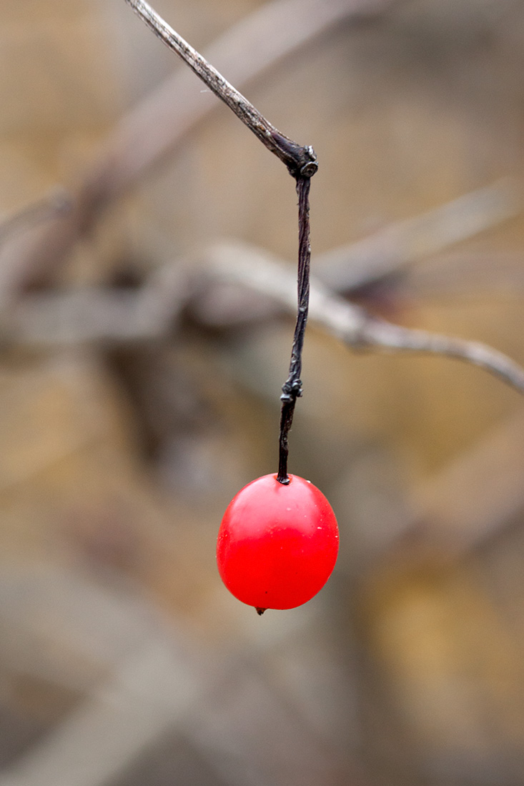 Изображение особи Viburnum opulus f. roseum.