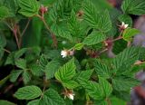 Rubus matsumuranus