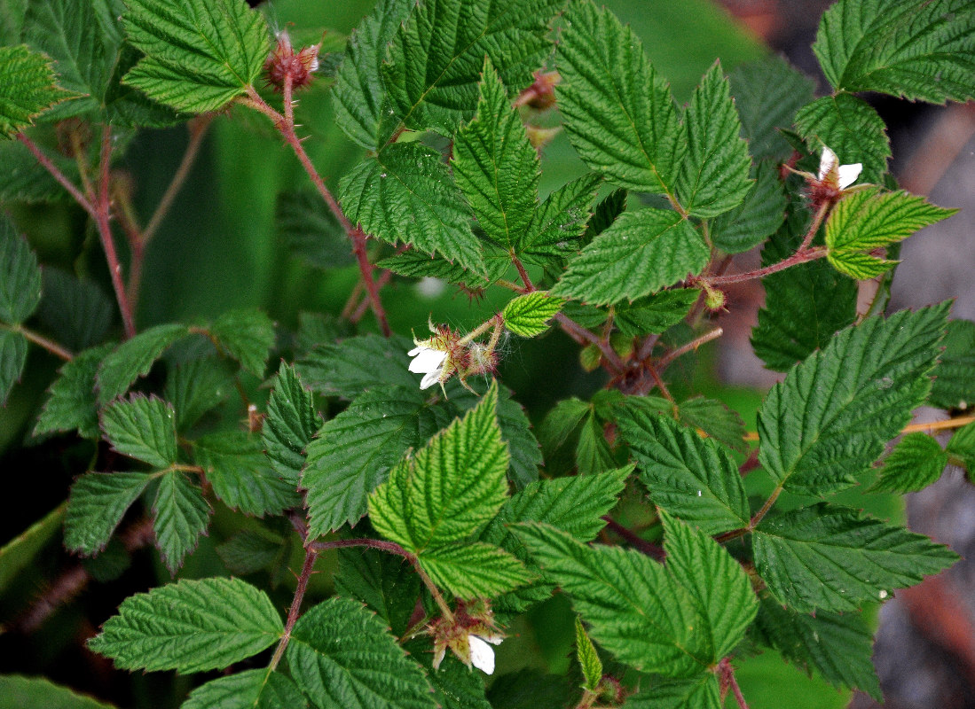 Изображение особи Rubus matsumuranus.